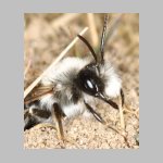 Andrena vaga - 01b.jpg
